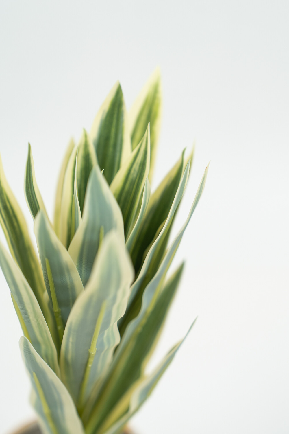 Planta Verdia Mix Color Unico