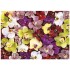 Rompecabezas Educa Puzzle Collage De Orquideas 1000 Piezas Rompecabezas Educa Puzzle Collage De Orquideas 1000 Piezas