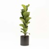 FICUS LYRATA BABY CON MACETA CERAMICA NEGRA