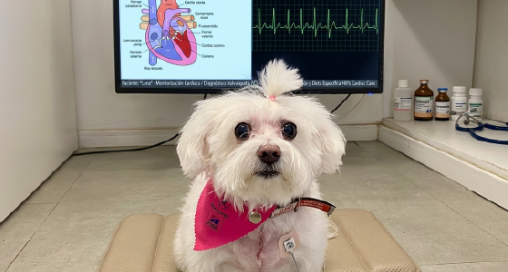 Escuchamos sus corazones