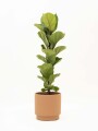 FICUS LYRATA BABY CON MACETA CERAMICA TERRACOTA