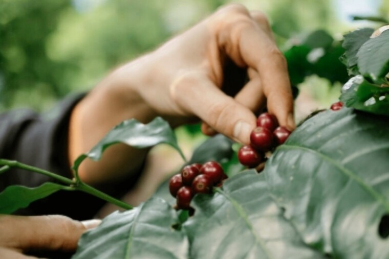 Impacto cambio climático: café en el mundo