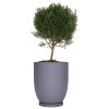 Macetero Copa 40 Gris c/ Plato Alto 40cm x 47cm Diam Boca, 25lts Macetero Copa 40 Gris c/ Plato Alto 40cm x 47cm Diam Boca, 25lts