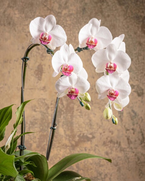 Armonía Floral Armonía Floral