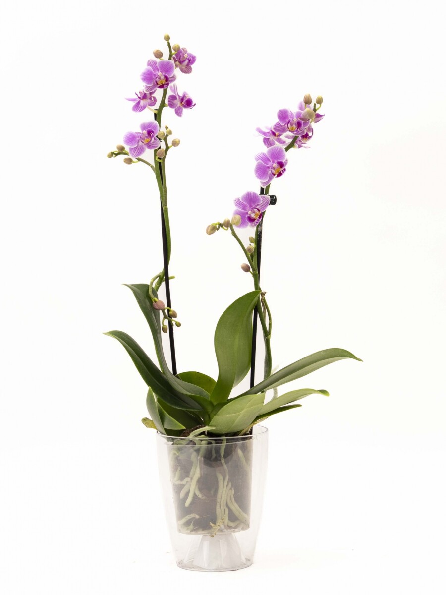 ORQUÍDEA MINI CON PORTA MACETA PORTA MACETA TRANSPARENTE