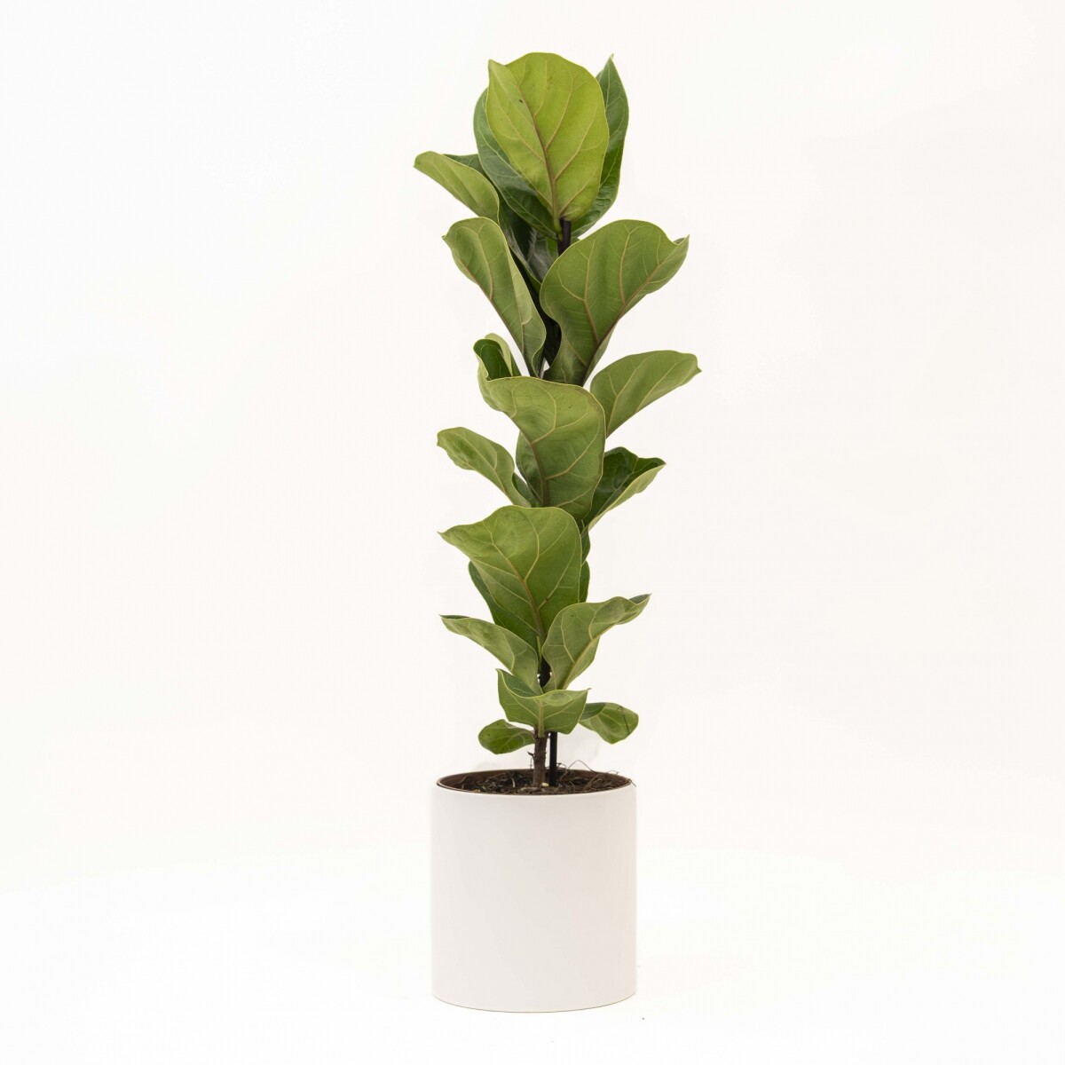 FICUS LYRATA BABY - CON MACETA CERAMICA BLANCA 