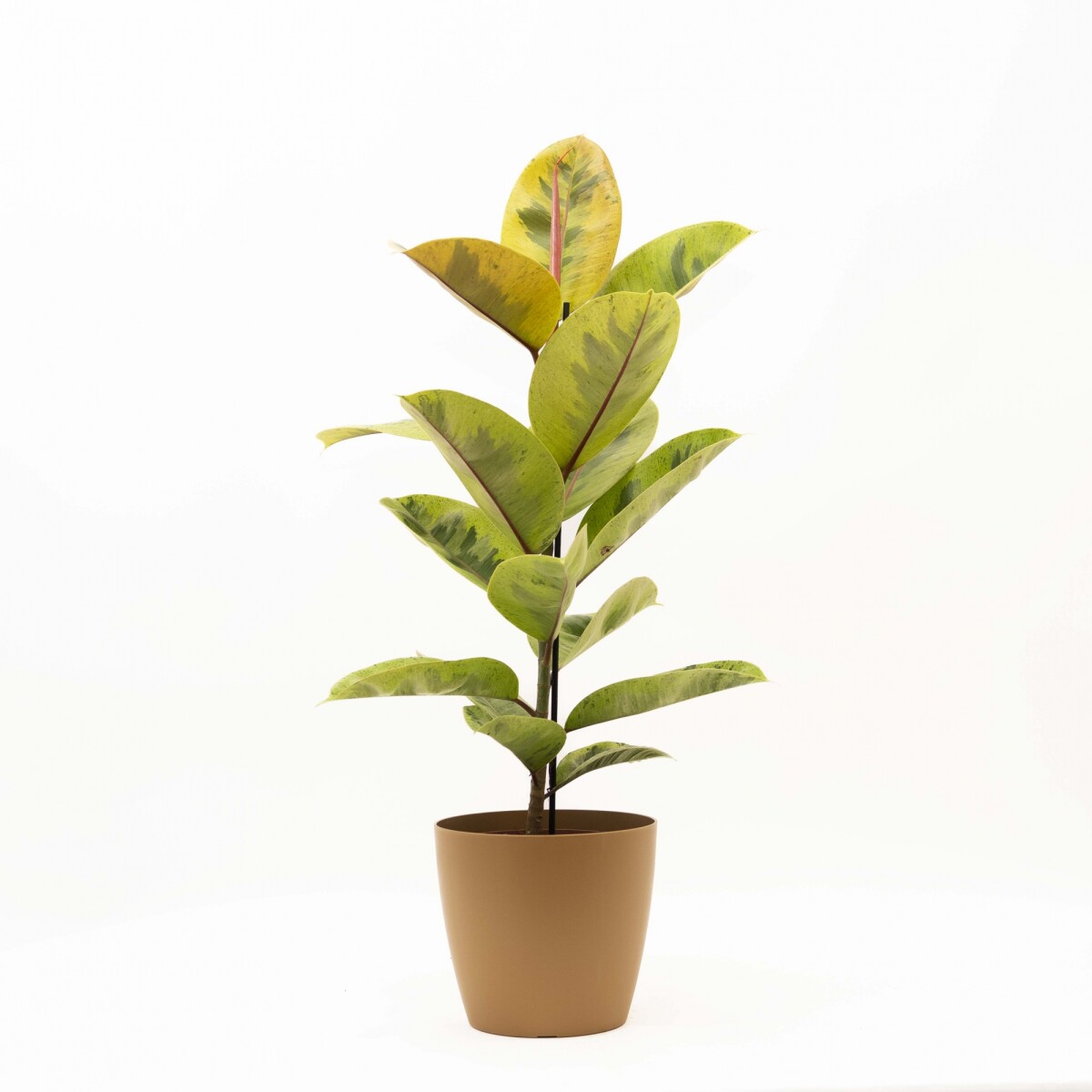 FICUS ELASTICA SHIVERIANA EN PORTAMACETA PLASTICO - OCHRE 