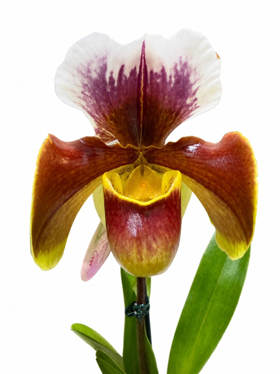 ORQUÍDEA PAPHIOPEDILUM CON MARRONES