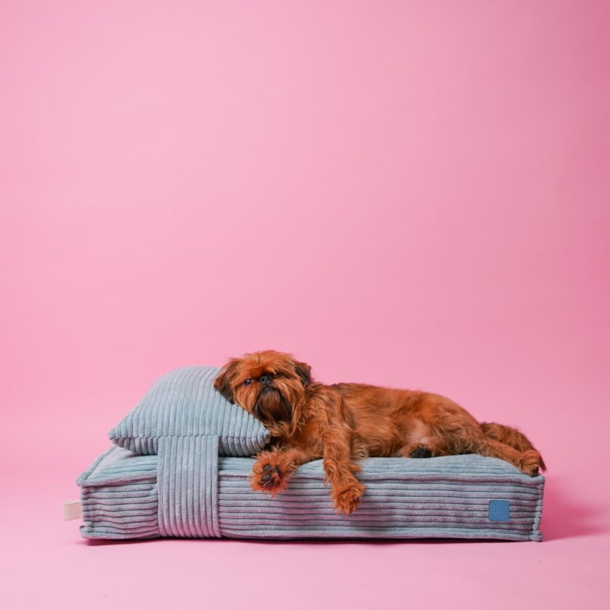 Cama para perro con almohada 80x60 cm 