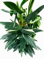 PHILODENDRO STANDLEYANA PHILODENDRO STANDLEYANA