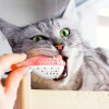 Juguete Interactivo Para Gato - Pez Globo Con Hierba Gatera Juguete Interactivo Para Gato - Pez Globo Con Hierba Gatera