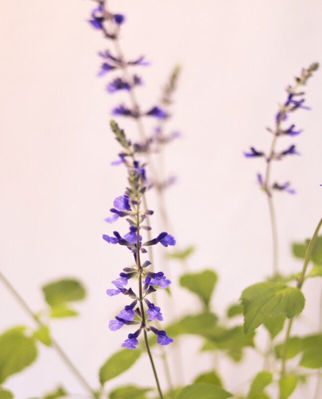 Salvia Guaranitica - H: 60cm Salvia Guaranitica - H: 60cm
