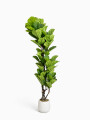 Planta Ficus Color Unico