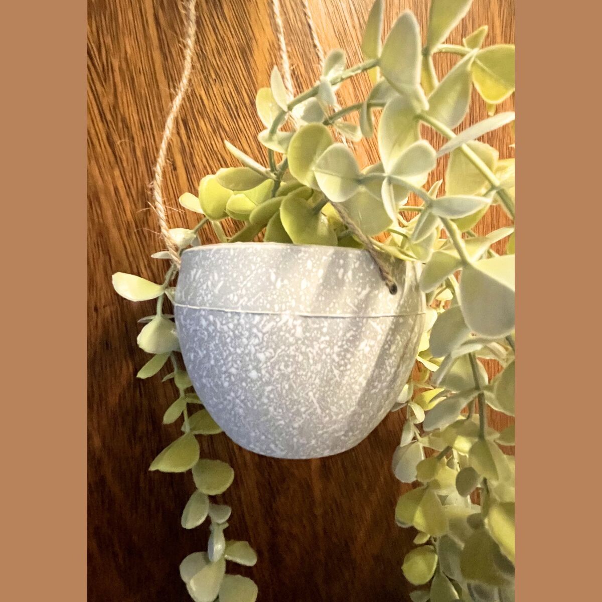 Planta con Maceta Colgante - Claro 