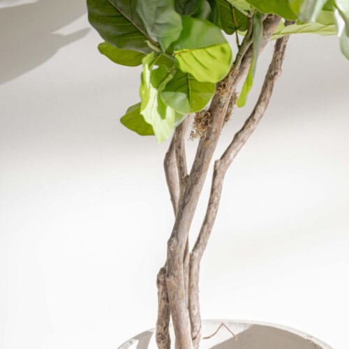 Planta / Ficus Lyrata 3.00 m Planta / Ficus Lyrata 3.00 m