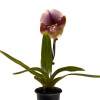 ORQUÍDEA PAPHIOPEDILUM VIOLETA