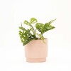 MONSTERA ADANSONII CON MACETA CERAMICA ROSA