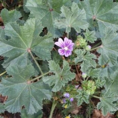 NAT-MALVA NAT-MALVA