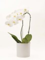 ORQUIDEA CURVA CON MACETA MINIMALISTA BLANCA
