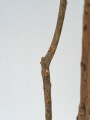Planta Dracaena Fragrans Color Unico