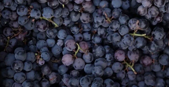 ¿Cuál es la cantidad ideal de uva que se necesita para hacer una botella de vino?