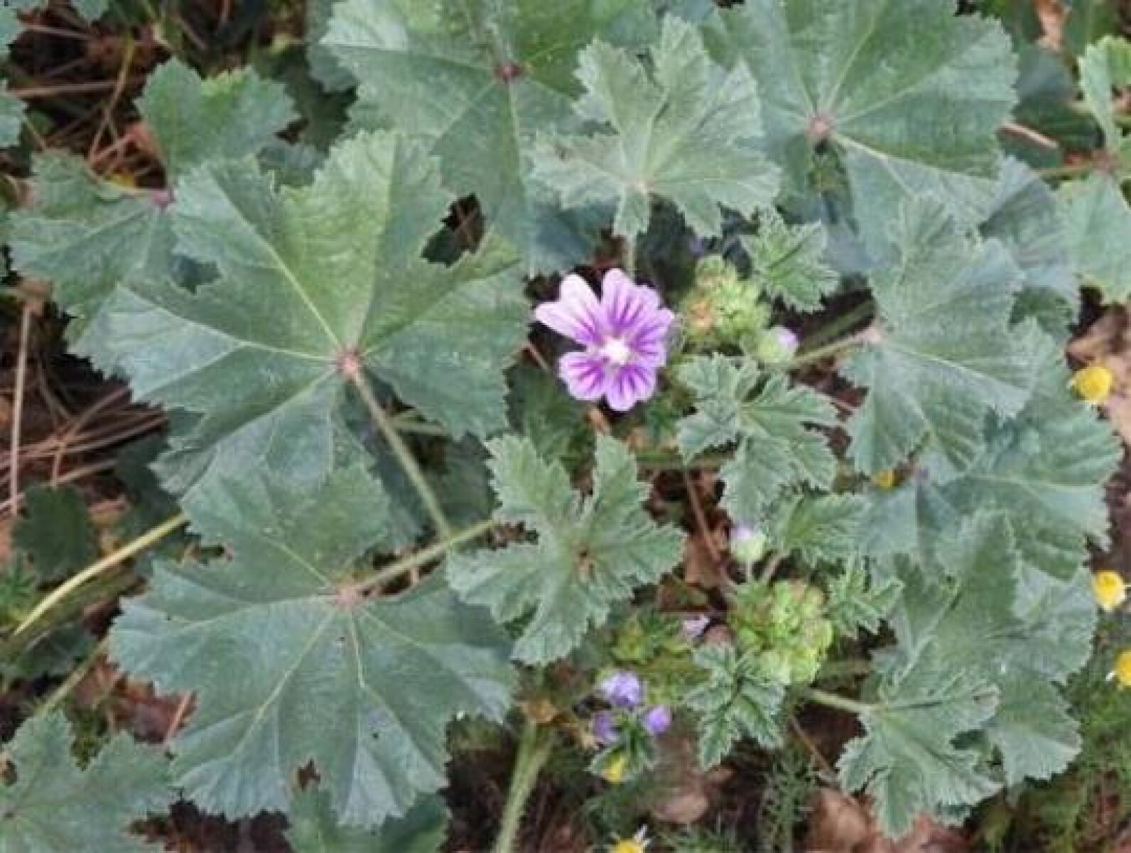 NAT-MALVA 