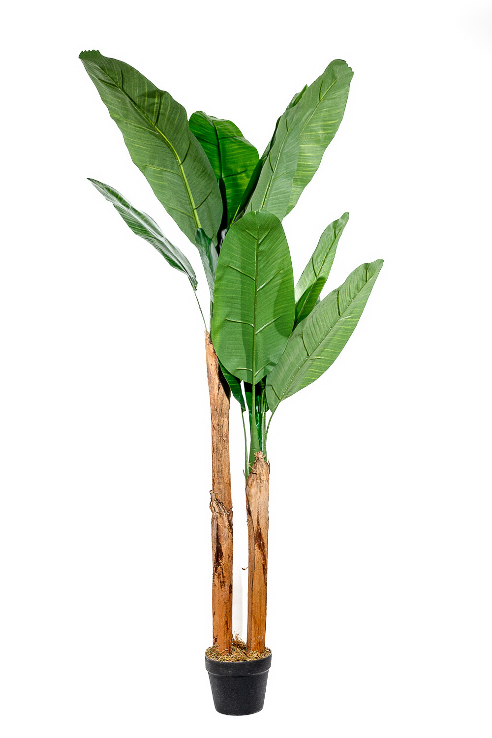 Planta Arum 150cm Color Unico