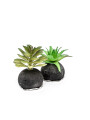 Planta Moa Mini, Mix Color Unico
