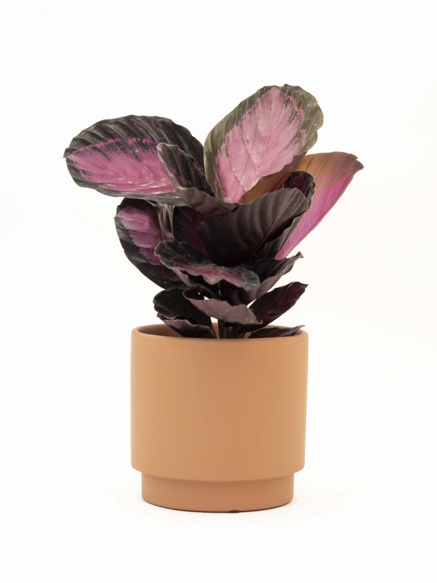 CALATHEA CON MACETA CERAMICA TERRACOTA