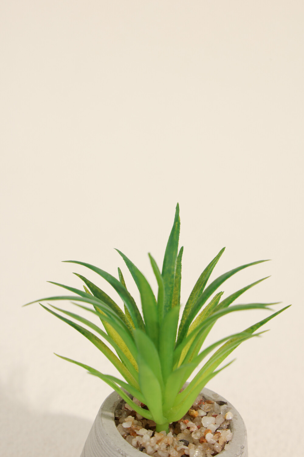 Planta Suculenta 694 Mini, Mix Color Unico