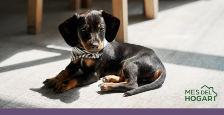 Accesorios Esenciales para Mascotas: Collares, Arneses, Transportadores y Más