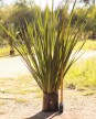 Dietes XL - H: 1m / Excelente follaje - Flor Blanca