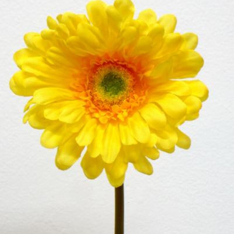 GERBERA DAISY T/CORTO 23 CM. YELLOW GERBERA DAISY T/CORTO 23 CM. YELLOW