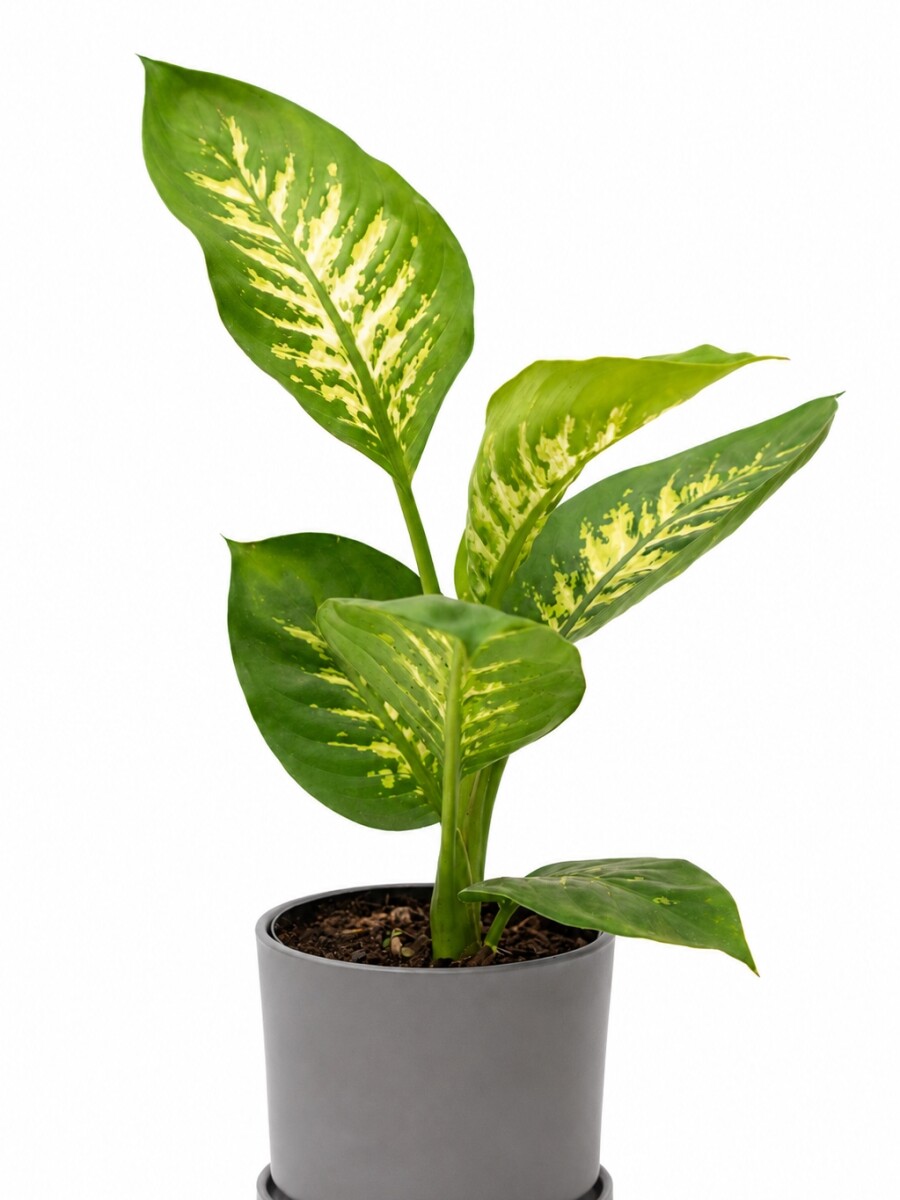 DIEFFENBACHIA EN MACETA CERAMICA GRIS OSCURO