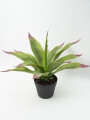 Planta Gasteria Color Unico