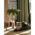 Juguete Rascador Palmera Arbol Para Gato Pom Pom Mascotas Juguete Rascador Palmera Arbol Para Gato Pom Pom Mascotas