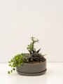 PAILA CERAMICA CON SUCULENTAS (TERRARIO) GRIS