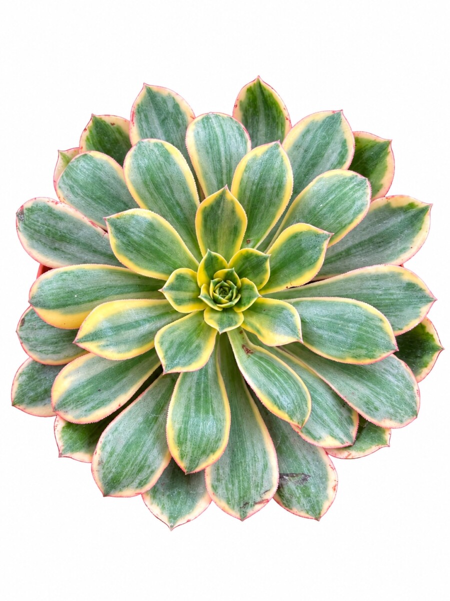 SUCULENTA L AEONIUM AMARILLO SUCULENTA L AEONIUM AMARILLO