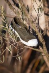 Zapatilla inglesa puntera tintado enzimático Kaki