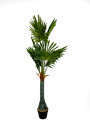 Planta Palmera Abanico 120cm Color Unico