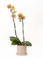 ORQUÍDEA CON MACETA ROSA
