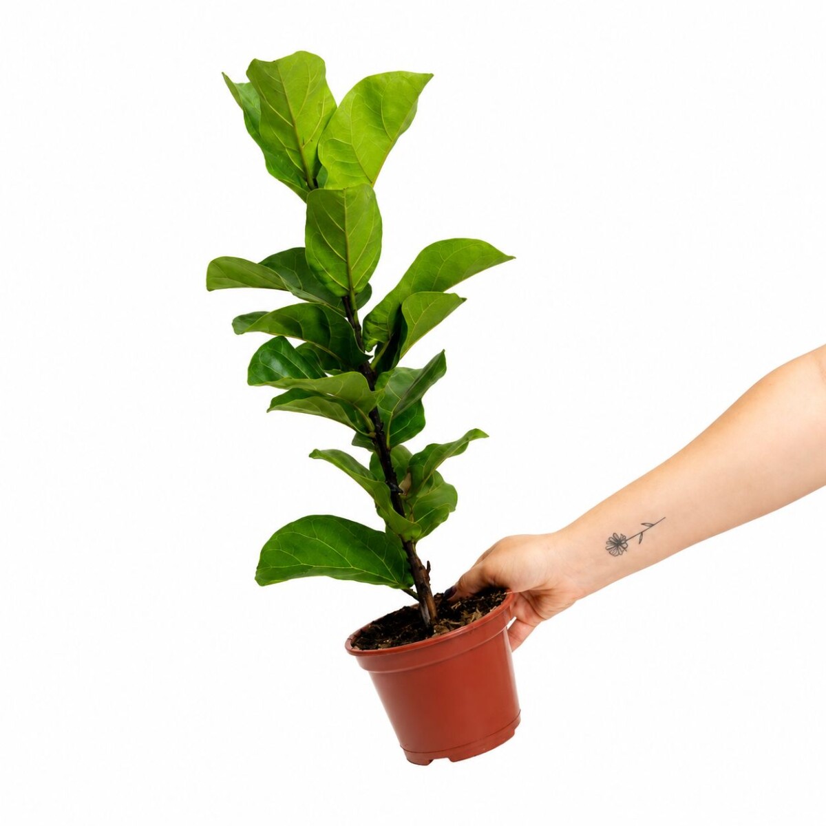 FICUS LYRATA BABY 