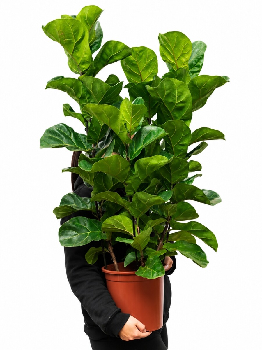 FICUS LYRATA 3 VARAS FICUS LYRATA 3 VARAS