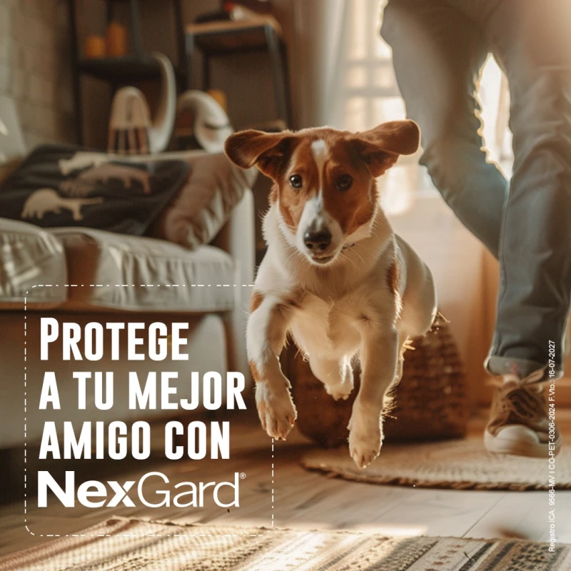 NEXGARD PASTILLA ANTIPULGAS Y GARRAPATAS X 1 COMP DE 4 A 10 KG