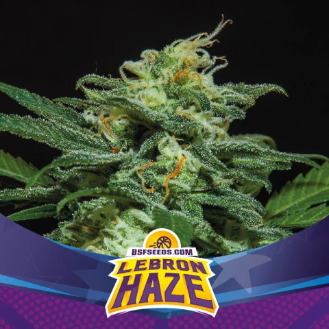 AUTO - LEBRON HAZE X2 UNIDADES