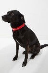 Collar con luz LED recargable rojo