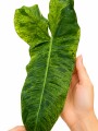 PHILODENDRON VARIEGADO AMARILLO Y VERDE PHILODENDRON VARIEGADO AMARILLO Y VERDE