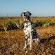 Collar de paseo Cachorreiros Black Talle S-P