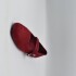 GUILLERMINA 35-40 WINE