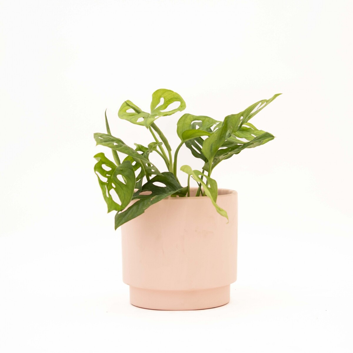 MONSTERA ADANSONII - CON MACETA CERAMICA ROSA 